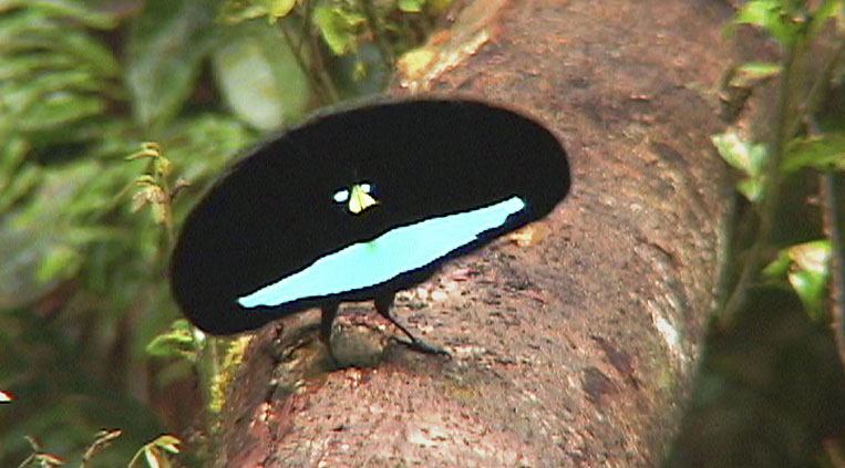 Superb Bird of Paradise