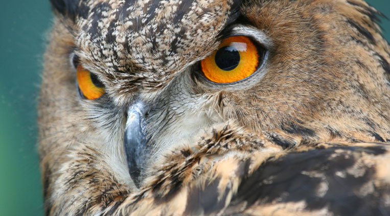 Eagle Owl