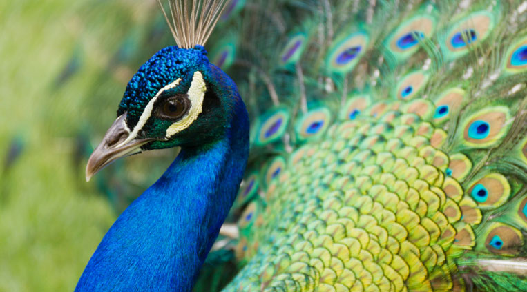 Turaco exotic bird